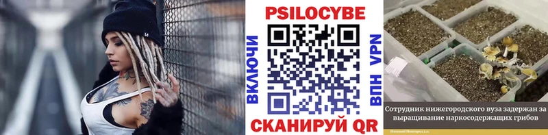 Псилоцибиновые грибы Psilocybe  Шебекино 